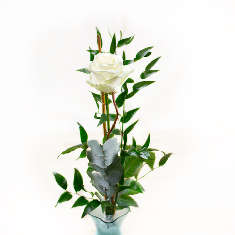 Chocolissimo - Krémově bílá růže 0.0