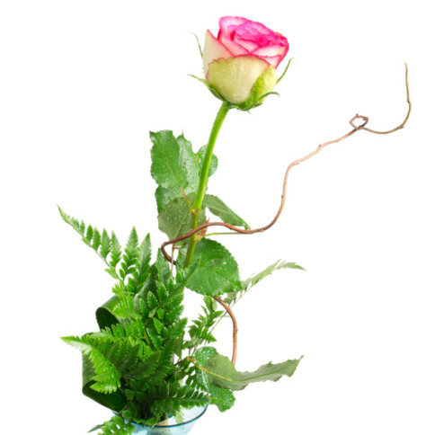 Chocolissimo - Květina - růžová žíhaná řůže 0.0